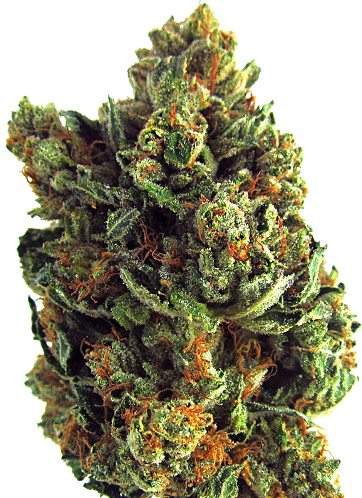 Aromatic profiles of raw hemp inflorescences